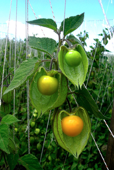 inca berries